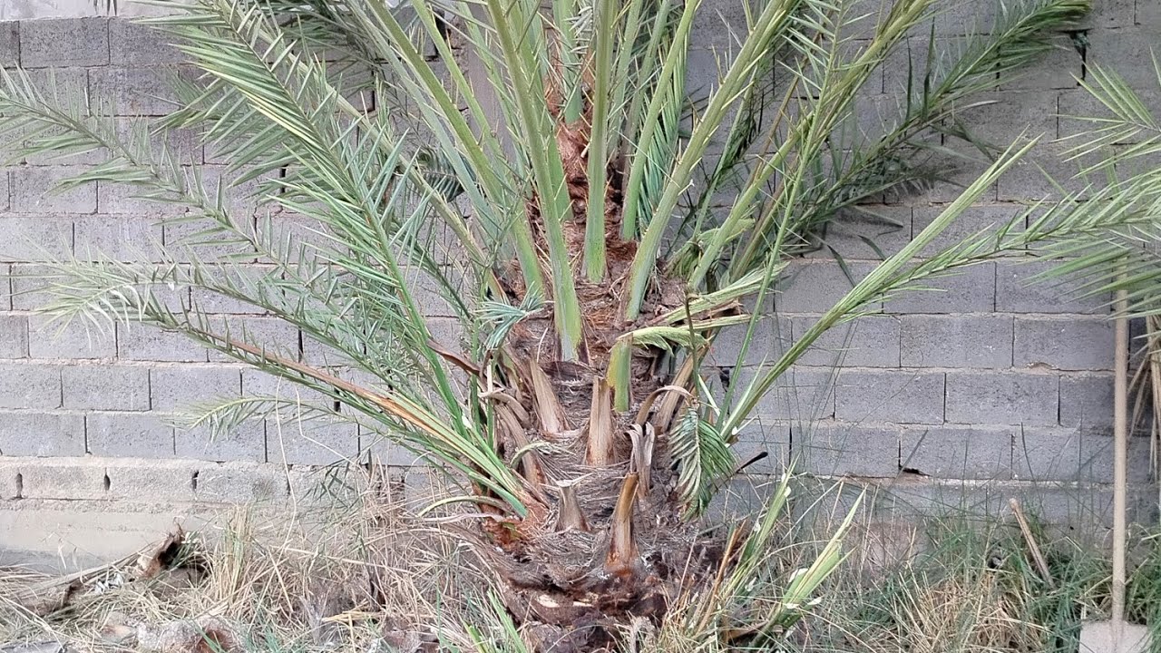 تكريب نخلة قرب السياج وقلع الرواكيب