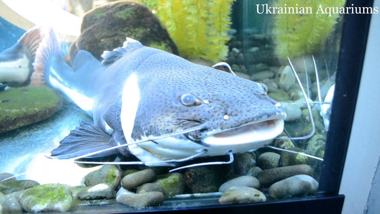 Phractocephalus hemioliopterus Red-tail Catfish Сом Краснохвостый