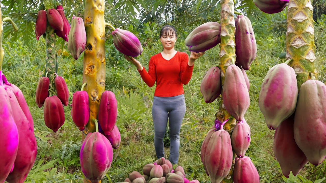Harvesting Jackfruit & Chili Goes To Market Sell, Cook Rice In Bamboo Tube | Tiểu Vân Daily Life