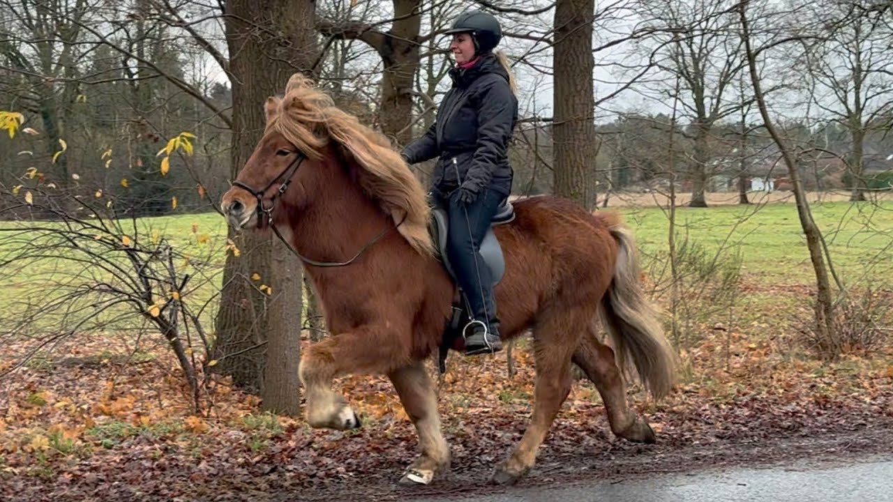 SOLD - Dropi – cooler Alleskönner mit TheHorseSeller-SafeSiegel - Islandpferd kaufen