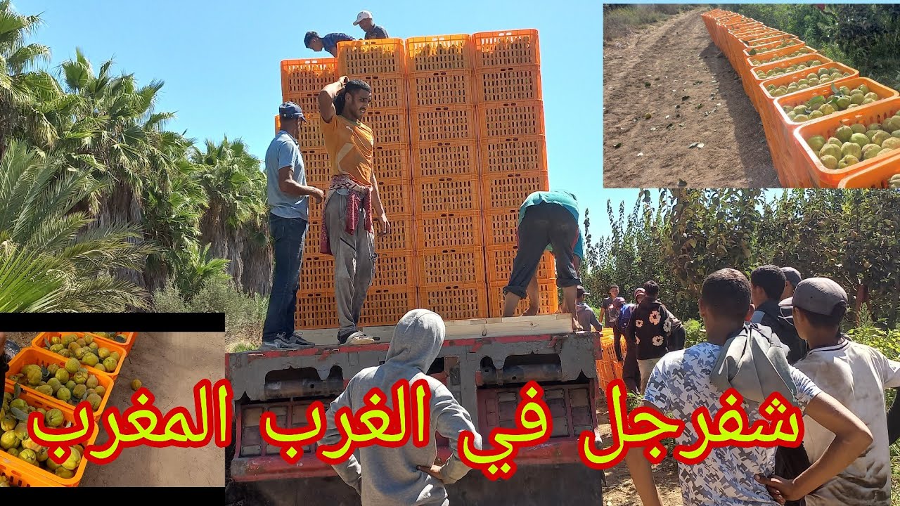 سفرجل في الغرب المغرب نواحي قنيطرة 🇲🇦🇲🇦🇲🇦🇲🇦