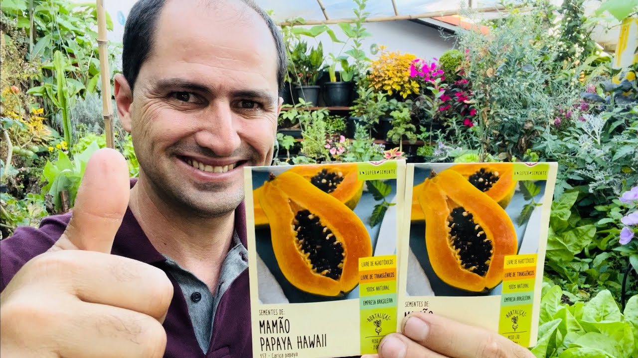 COMO PLANTAR MAMÃO POR SEMENTE DE SAQUINHO
