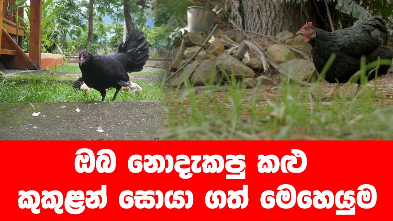 ඉවසිමෙන්  ජිවිතය ජය ගන්නා මිනිසුන්