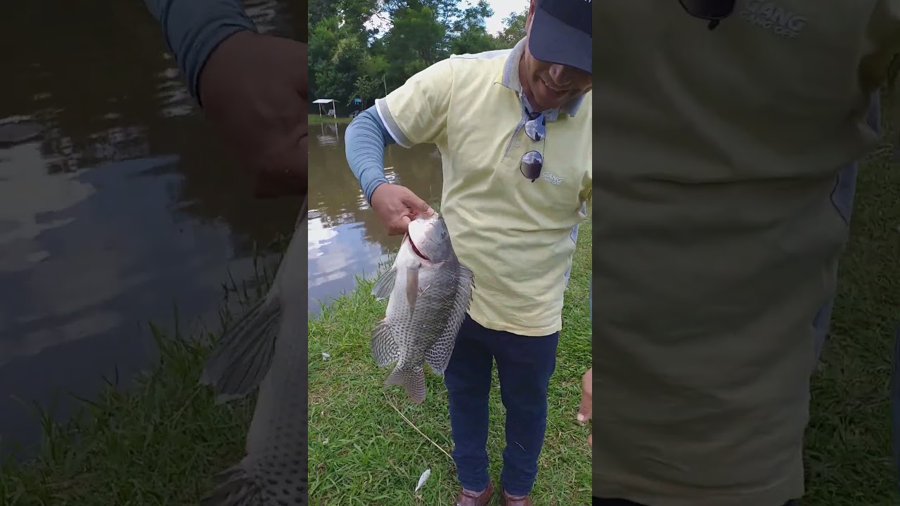 Pesca em pesqueiro em um tanque s&oacute; de til&aacute;pias.