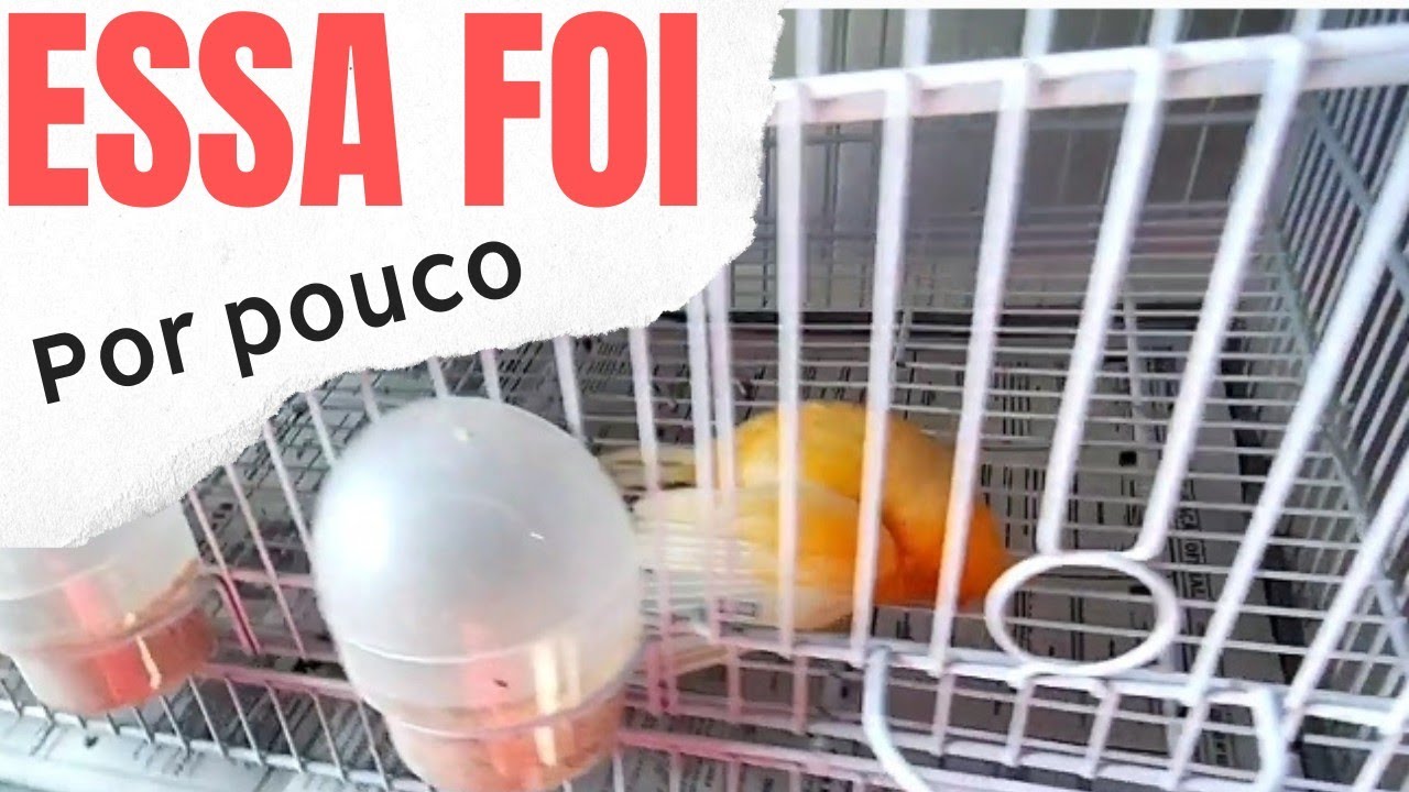CONSEGUIMOS salvar, foi um MILAGRE #ovoatravessado,#ovomole
