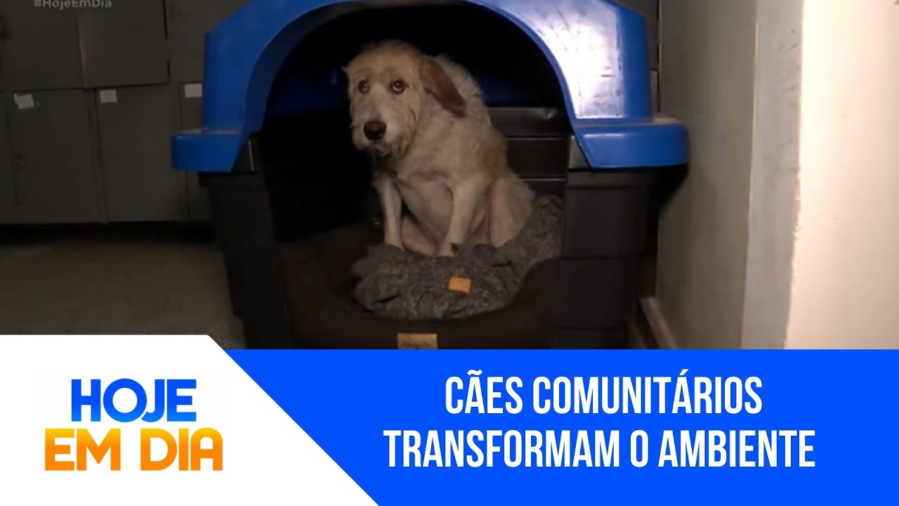 Afeto coletivo: cães comunitários transformam o ambiente e geram bem estar