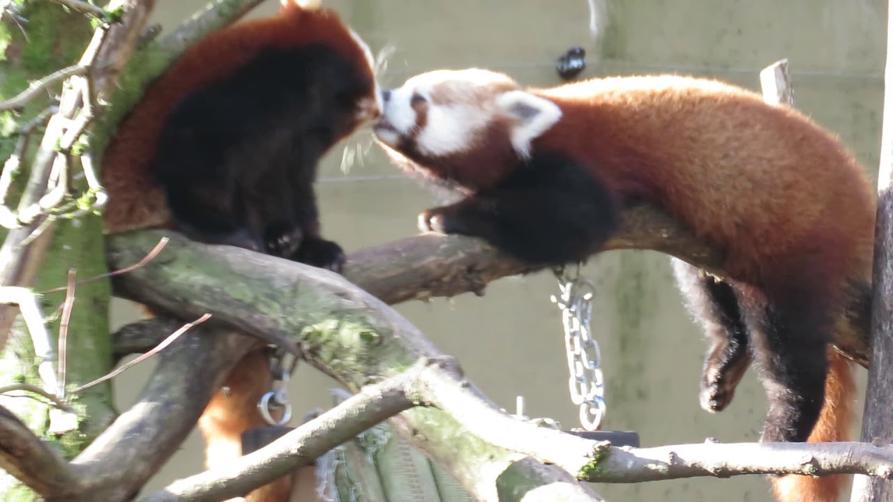 Red Panda Kisses