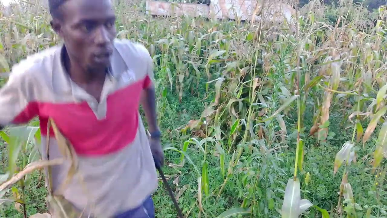 Kivuna mahindi