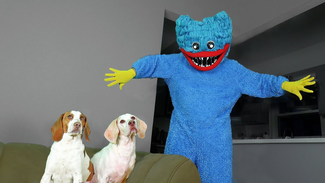 Dogs vs Huggy Wuggy In Real Life! Funny Dogs Maymo & Potpie vs Poppy Playtime Prank