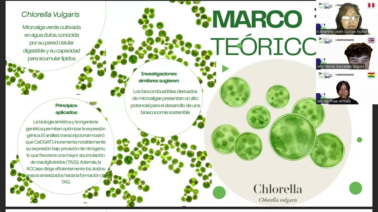 SynBio Boot Camp 6.0: 34U-Microalgas: Sobreexpresión en Chlorella vulgaris y producción de biodiesel