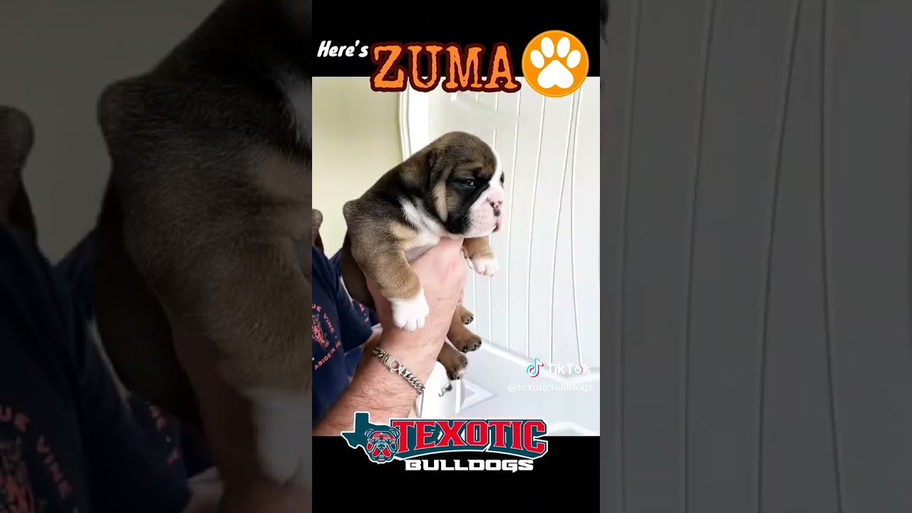 Meet Zuma-Tri-Color Chocolate/Sable/White English Bulldog Puppy. Tank & Phoenix baby round 2!