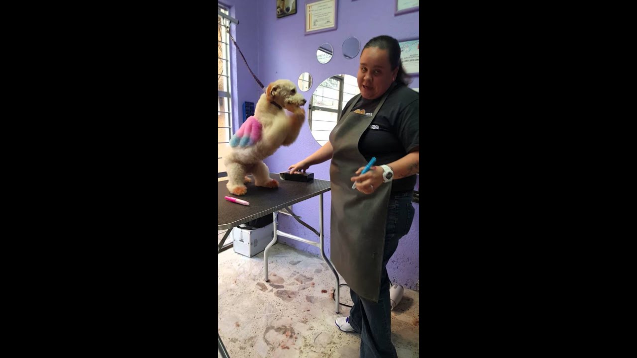 Tintes para perros