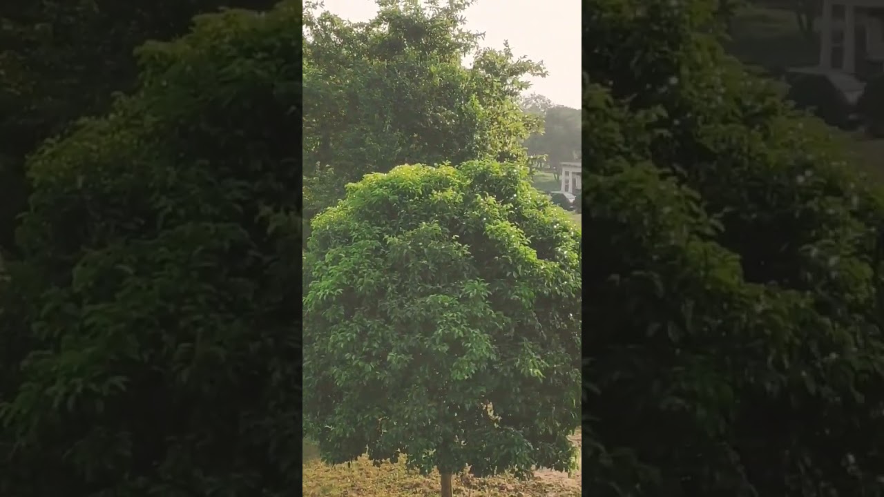 tripura tea estate