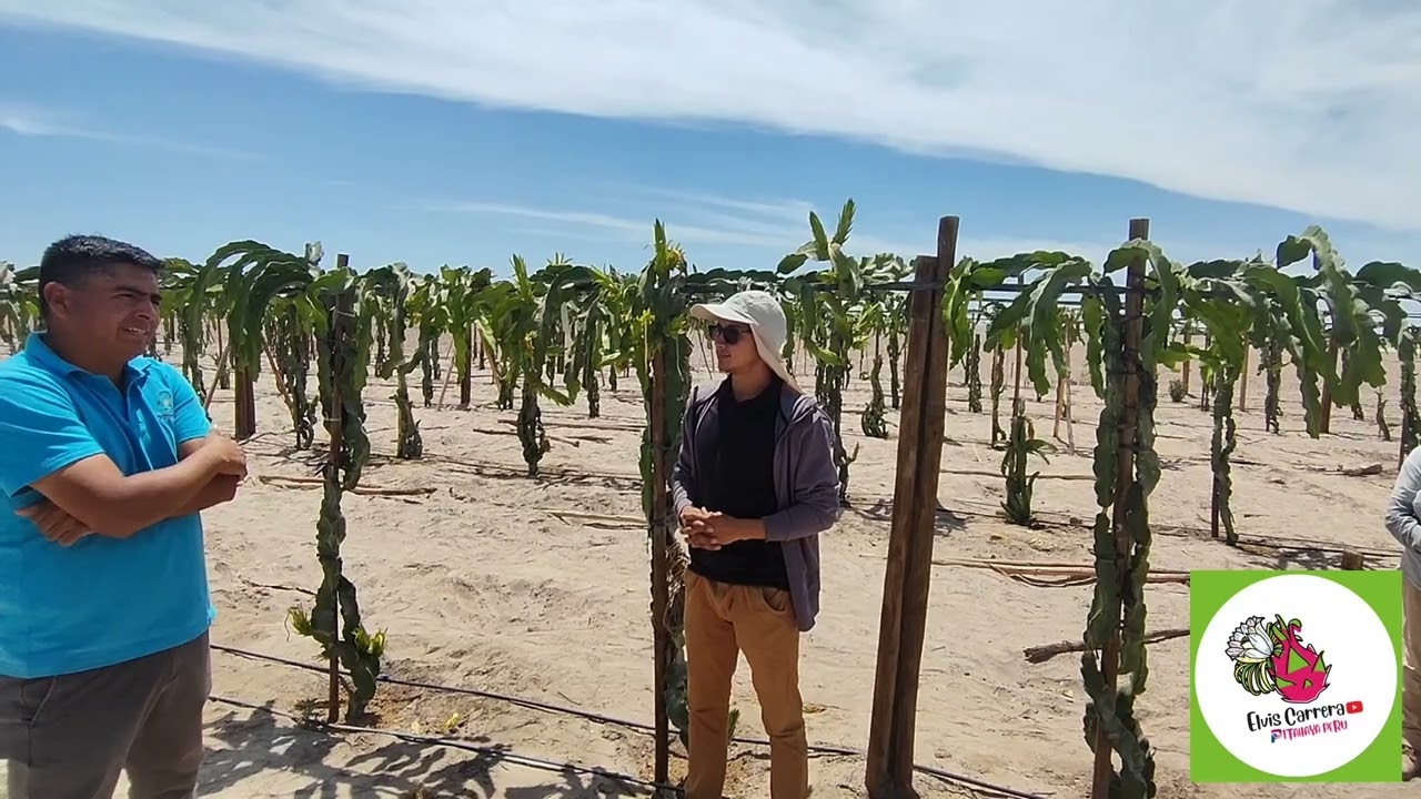 Recorriendo el sur del Perú🇵🇪La ruta de las PITAHAYAS🐉Parte 1💫 Producción de Graffiti -Arequipa 🐉