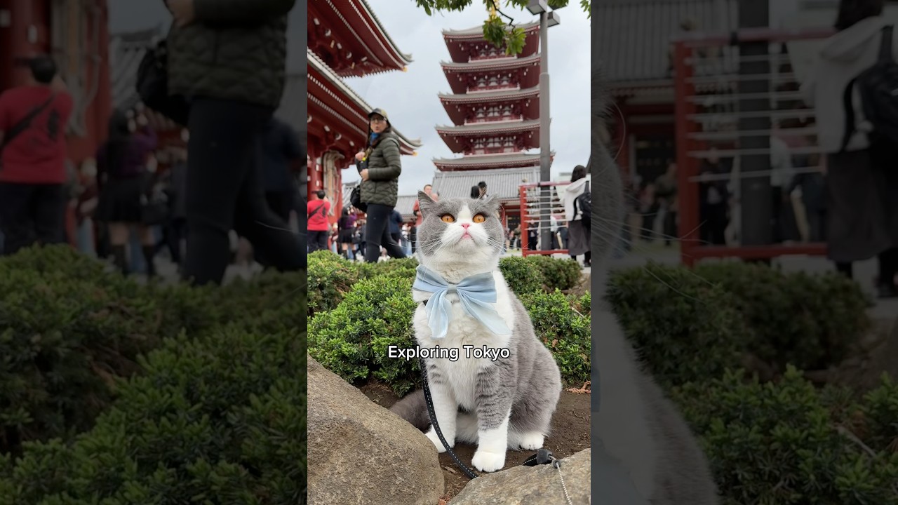 Podr&oacute;ż z moimi kotami z Chicago do Japonii ✈️🇯🇵