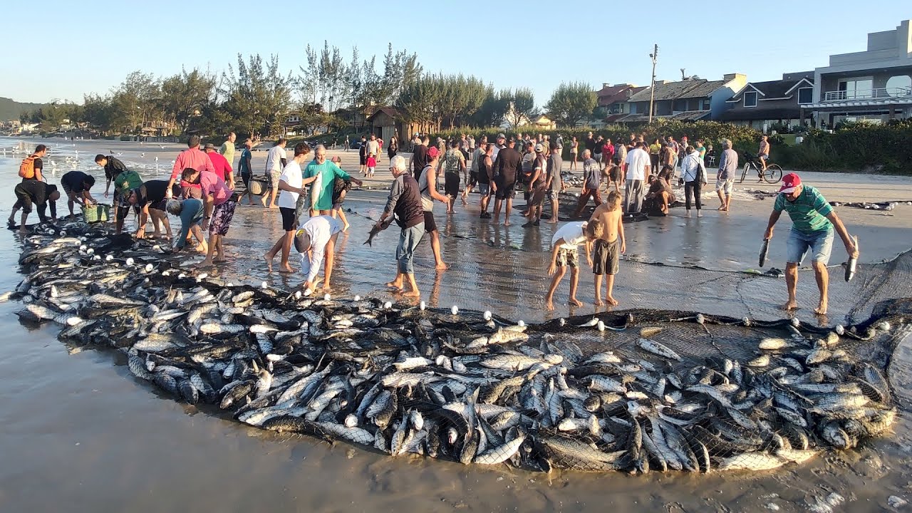Pescarias em Garopaba, SC. Arrasto de praia, Cerco Rancho do Paulinho, Canoa Shirle. #pescadetainha