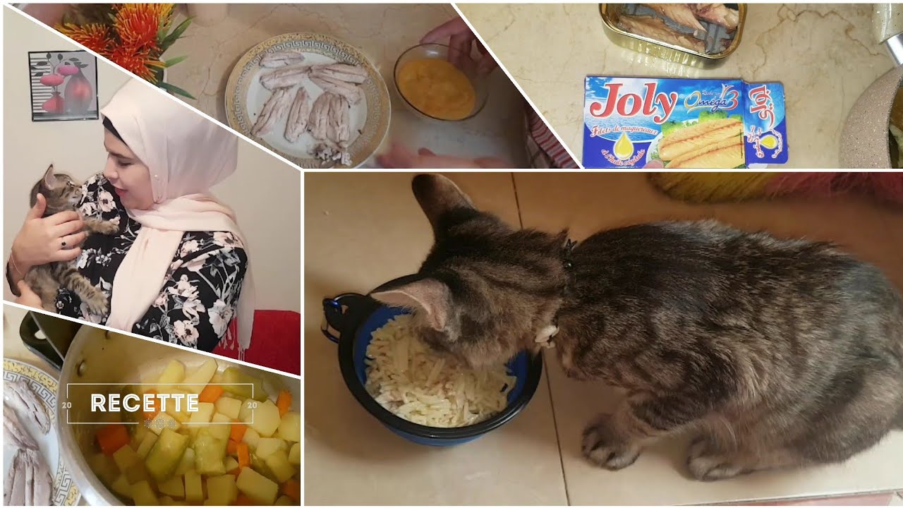 Nourriture 😻😻/ طعام القطط : الأغدية الممنوعة للقطط + أكلات صحية و اقتصادية لإطعام القطط بالبيت