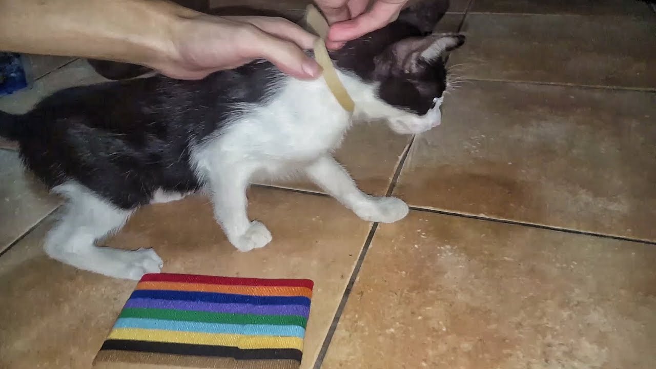 Collarini per i cuccioli! Per ulteriori informazioni leggete la descrizione!