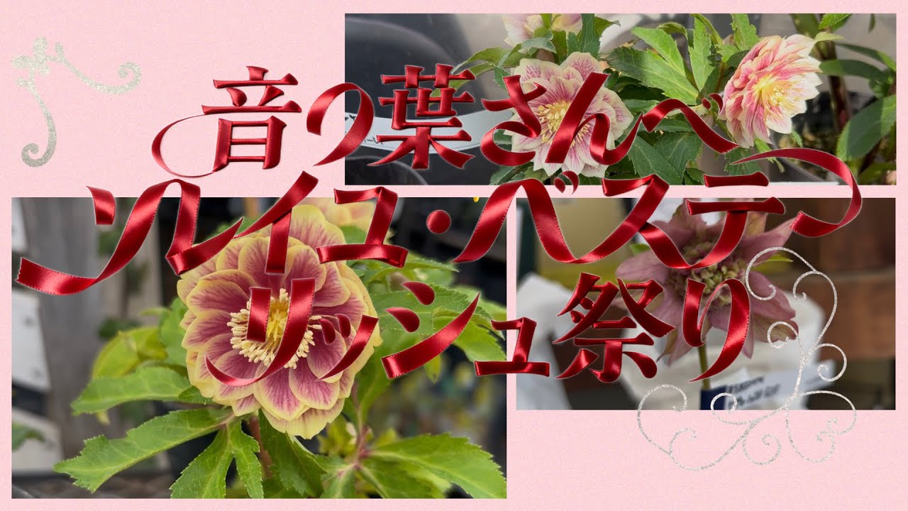 音ノ葉さんへ　ソレイユ　パステリッシュ祭り