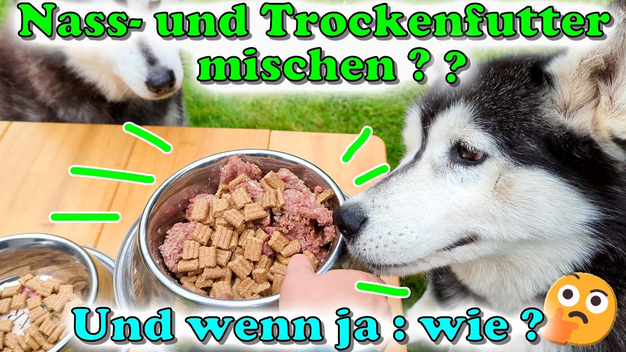 Nassfutter und Trockenfutter mischen: Ja / Nein? Unserse langjährige Erfahrung & der richtige Mix! 👍