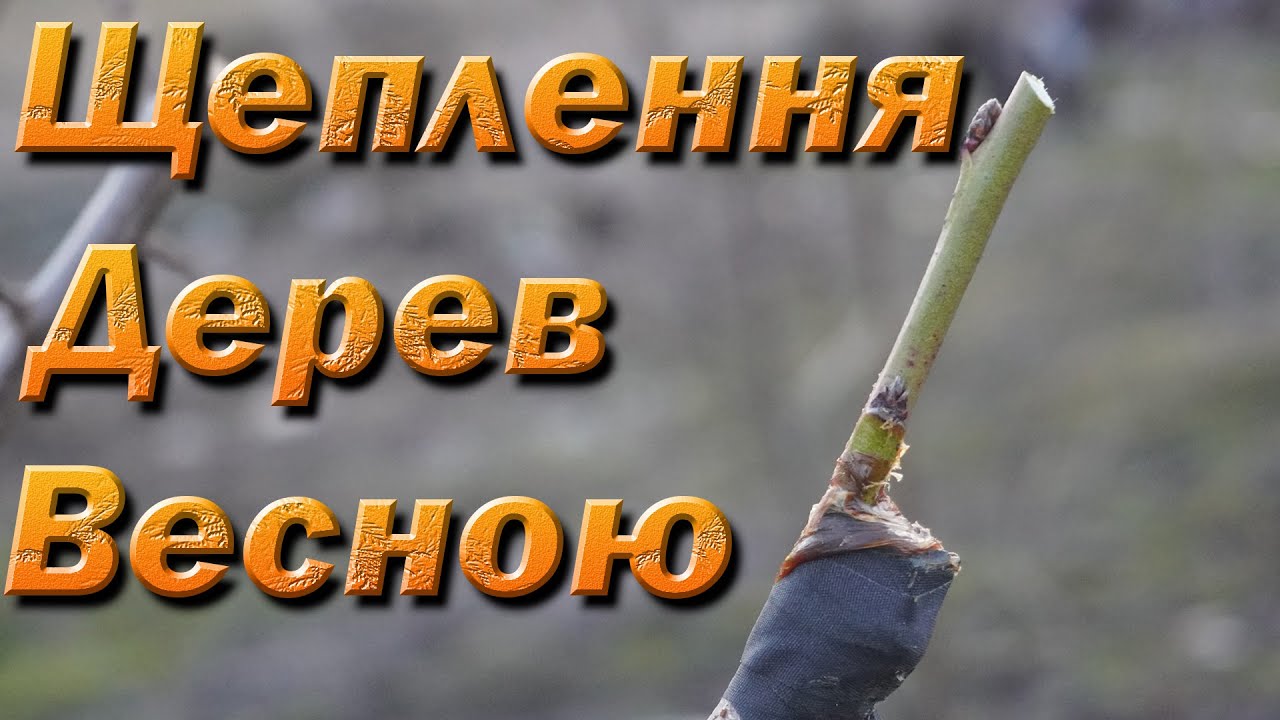 Прививка деревьев весной. Прививка в розщеп, за кору, копулировка. Прививка персика на аличу.