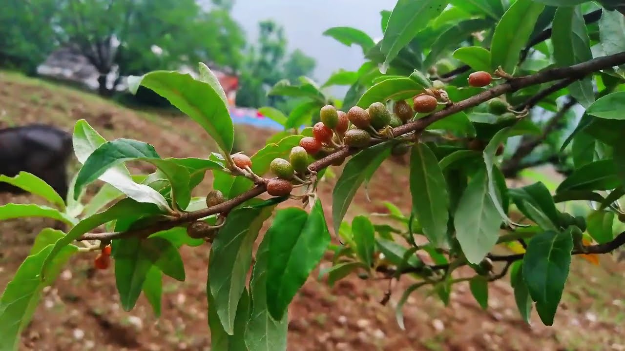 Village Waterfall and Wild Fruit Collection Adventure  #ruralvillage / gau na pani paryo/thulo khola