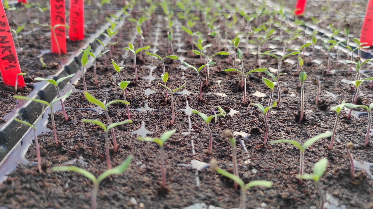 Germinația la Roșii,Ardei și aromatice