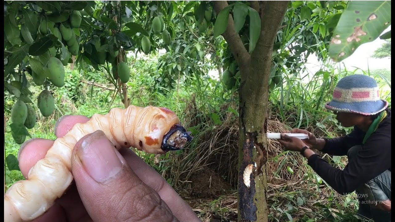Worm in Mango trees - Agriculture Mango trees 2017