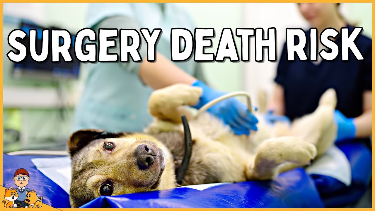 Don't let your dog have surgery until you know this (anesthesia risk)