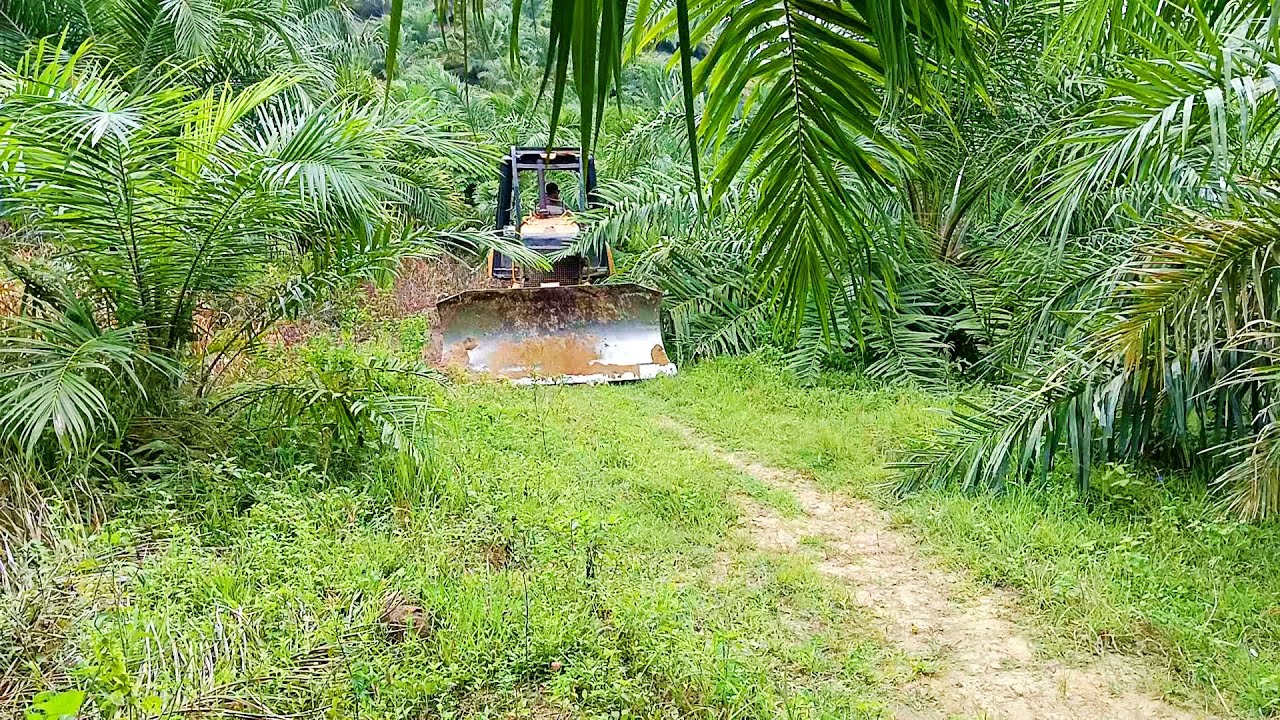 Master the Art of D5K XL Bulldozer Road Service in Palm Oil Plantations with These Expert Tips!