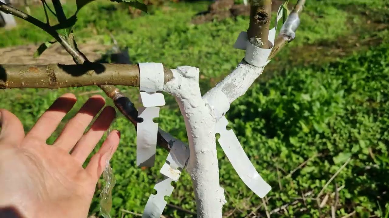 Дерево сад секой ши, кику 8 гренни смит