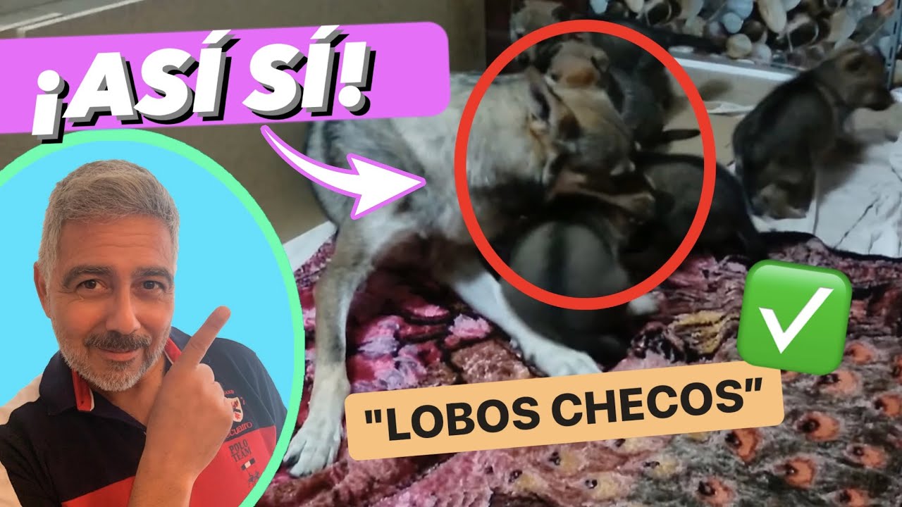 EDUCANDO LOBOS CHECOSLOVACOS 🐺🚨 ► Esta LOBA CHECA te ENSEÑA a EDUCAR CACHORROS ✅