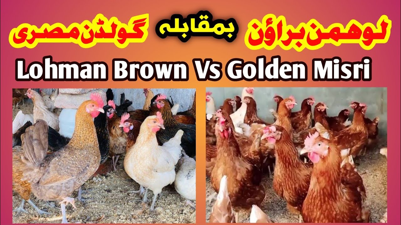 Lohman Brown Vs Golden Misri 💗💙💜