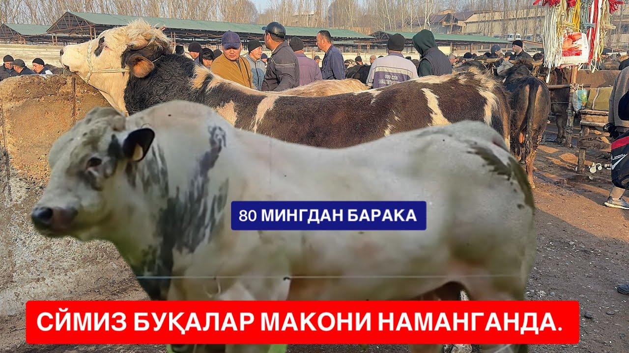 УЙЧИ СЕМИЗ БУҚАЛАР НАРХЛАР ВА ХОЛАТЛАР АЧИНАРЛИ ХОЛДА БУҚАСИ БОРЛАРГА МАЗЗА. 