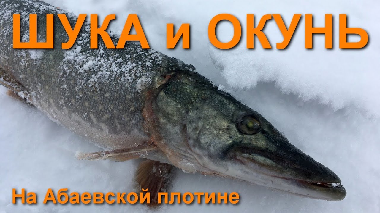 Щука и окунь на Абаевской плотине, #рыбалка на жерлицы. Хромтау, Актюбинская область #fishing #щука