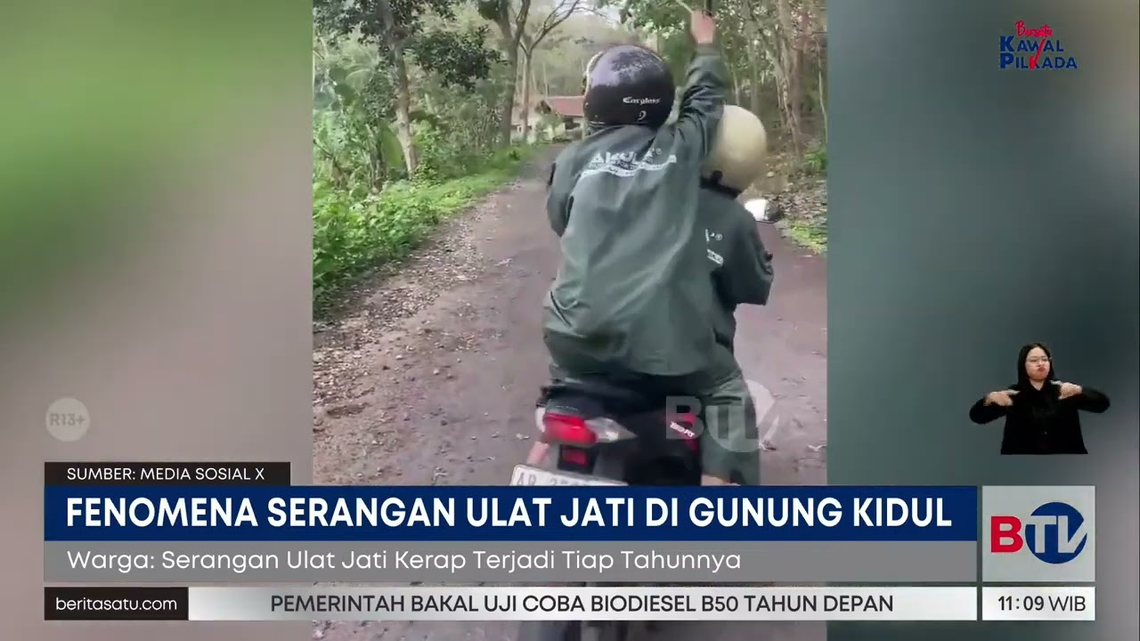 Serbuan Ulat Jati Meresahkan Warga Gunungkidul | Beritasatu