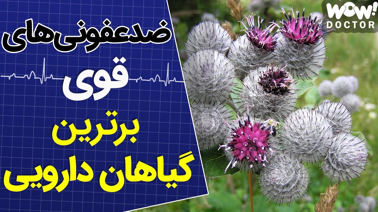 درمان : 9 گیاه دارویی که عفونت را از بدن دور می کند !!؟