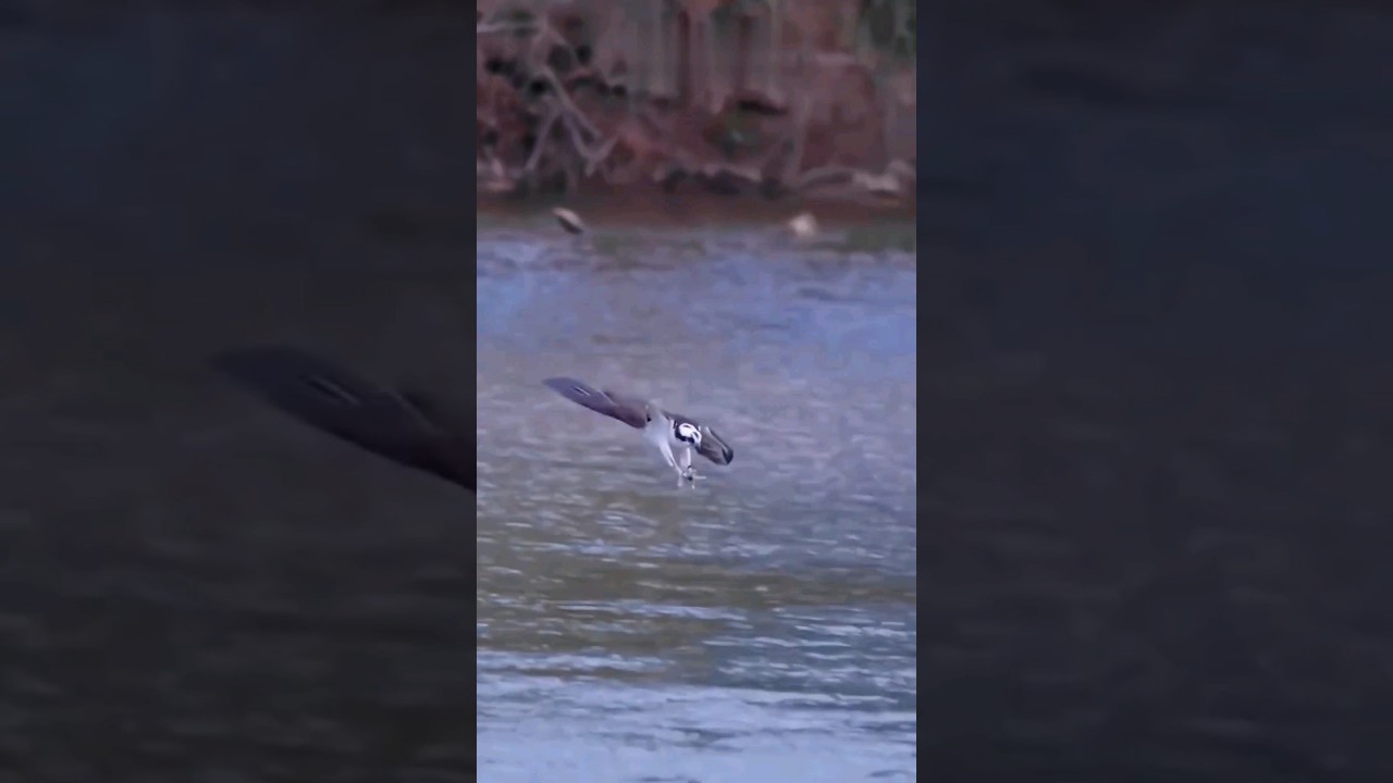 Osprey Catching Two Fish at Once! What a Strike 🦅🗡️😱