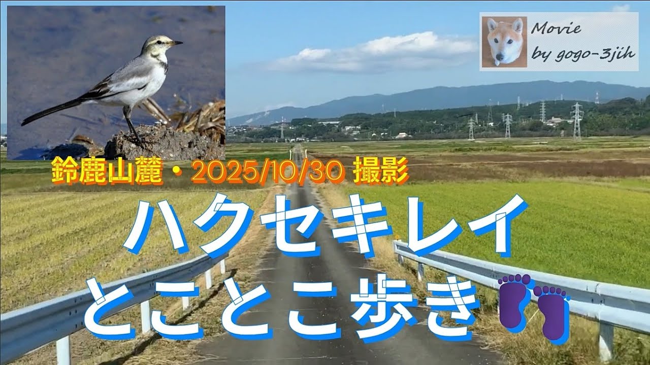 柴ワンコ・めざせ旅犬 Channel