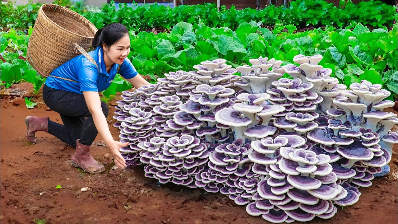 Harvesting Monster Mutant Mushrooms & Go to Market Sell | 1 Year Living Off Grid | An Ph&uacute; Daily Life