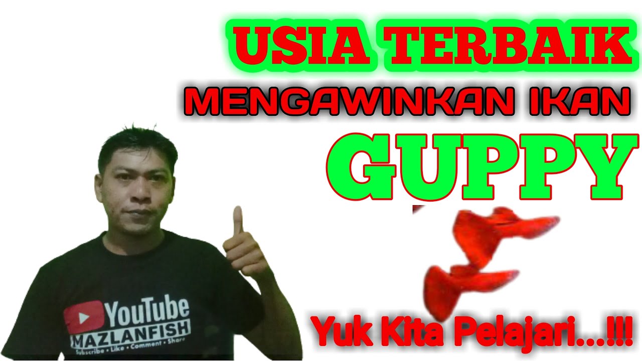 Usia terbaik mengawinkan ikan guppy