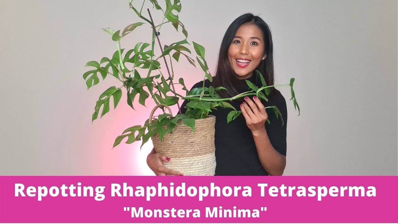 Советы по пересадке монстеры миниатюрной (Rhaphidophora Tetrasperma Monstera Minima) | Как ухажив...