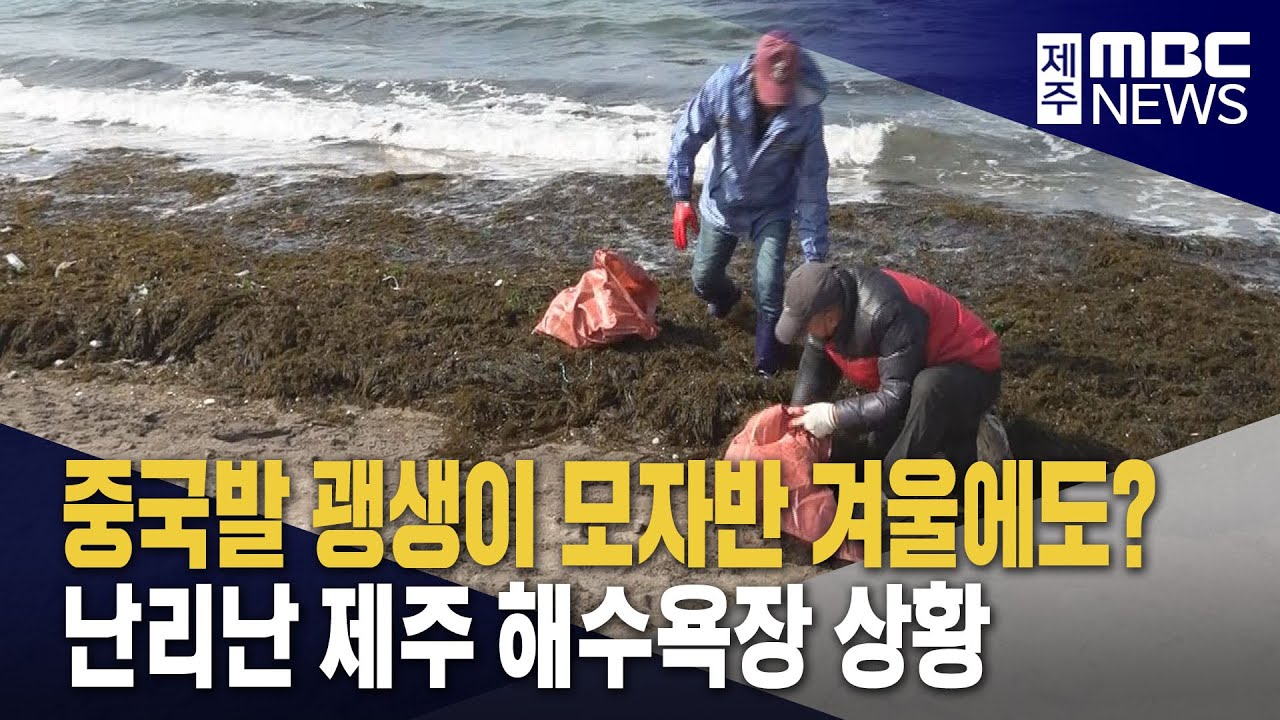 겨울에도 밀려온 불청객 '괭생이모자반'