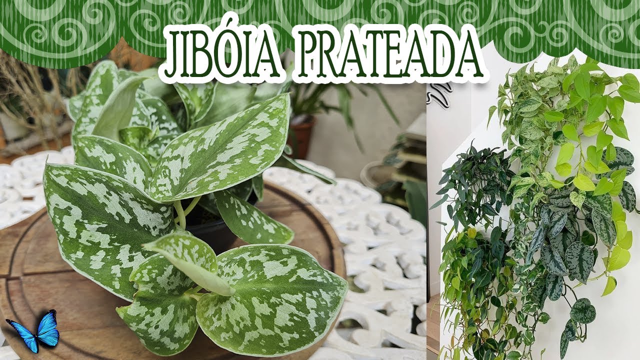 JIBOIA PRATEADA: A ESCOLHA PERFEITA PARA INICIANTES!