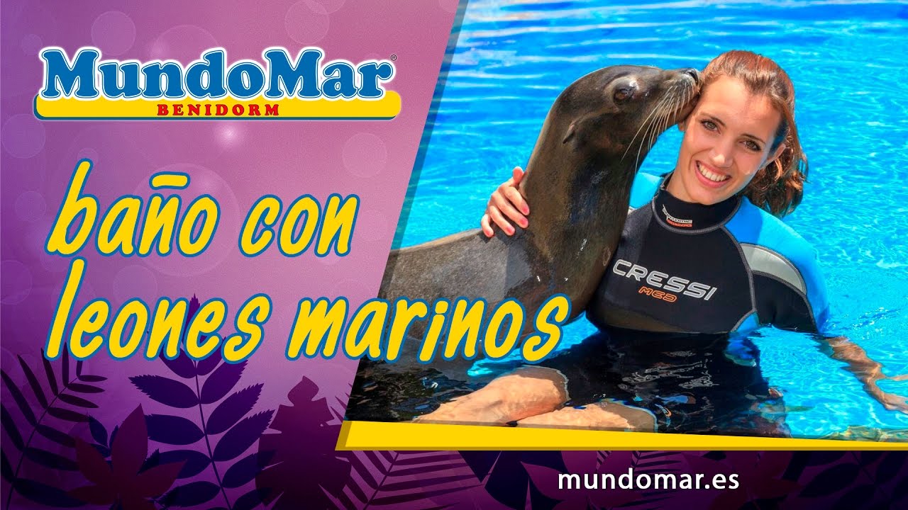 Nadando con Leones Marinos - Mundomar Benidorm