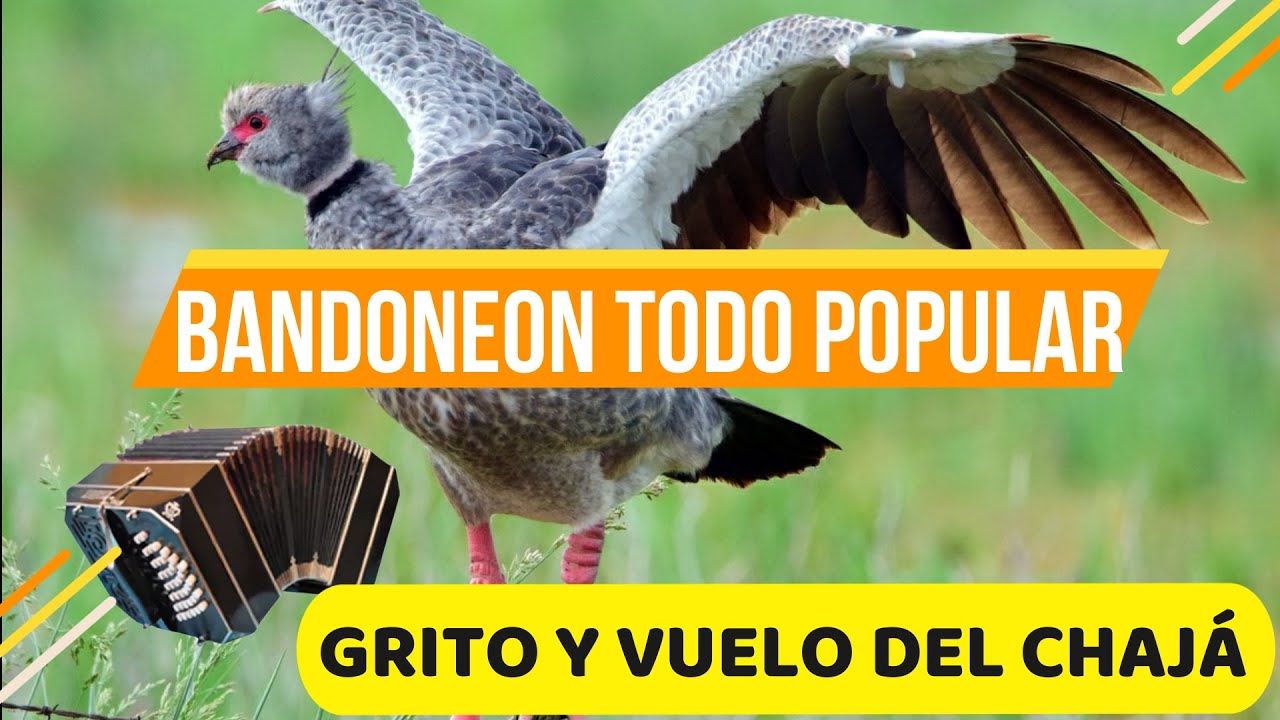 GRITO Y VUELO DEL CHAJÁ (Chamamè)