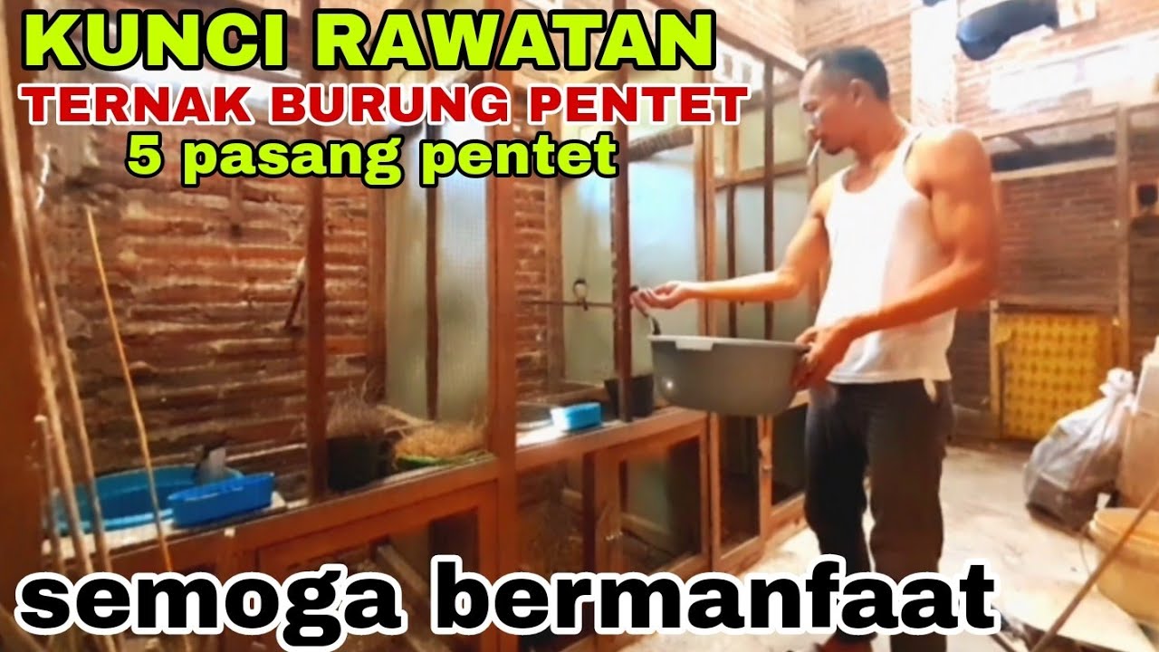 #tutorial  RAWATAN HARIAN PENANGKARAN BURUNG PENTET #ternakpentet #cendetgacor #bodbodpentet