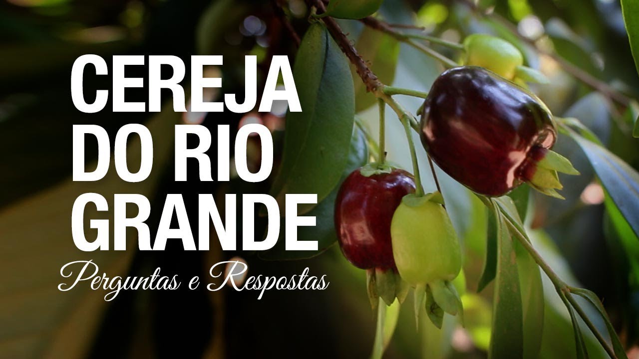 Dicas de Cultivo e Propagação da Cereja Rio Grande