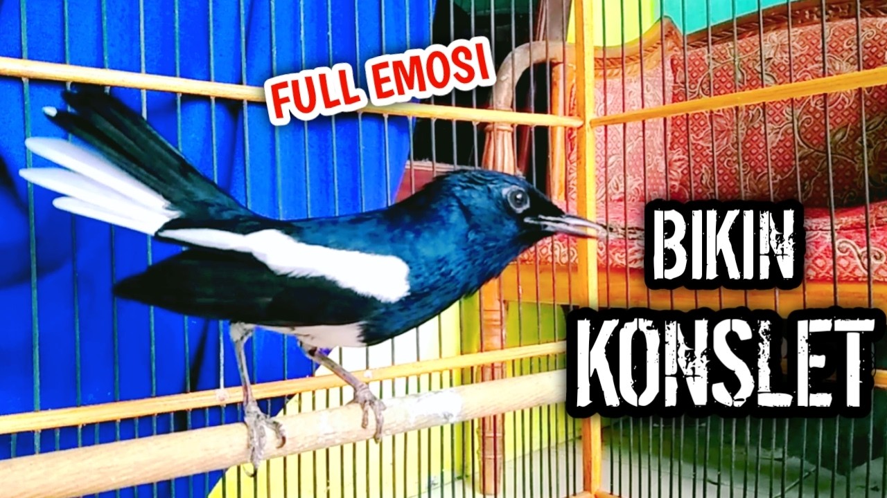 FULL EMOSI BIKIN KONSLET KACER LAWAN !! PANCINGAN KACER GACOR PASTI NYAUT AMPUH.
