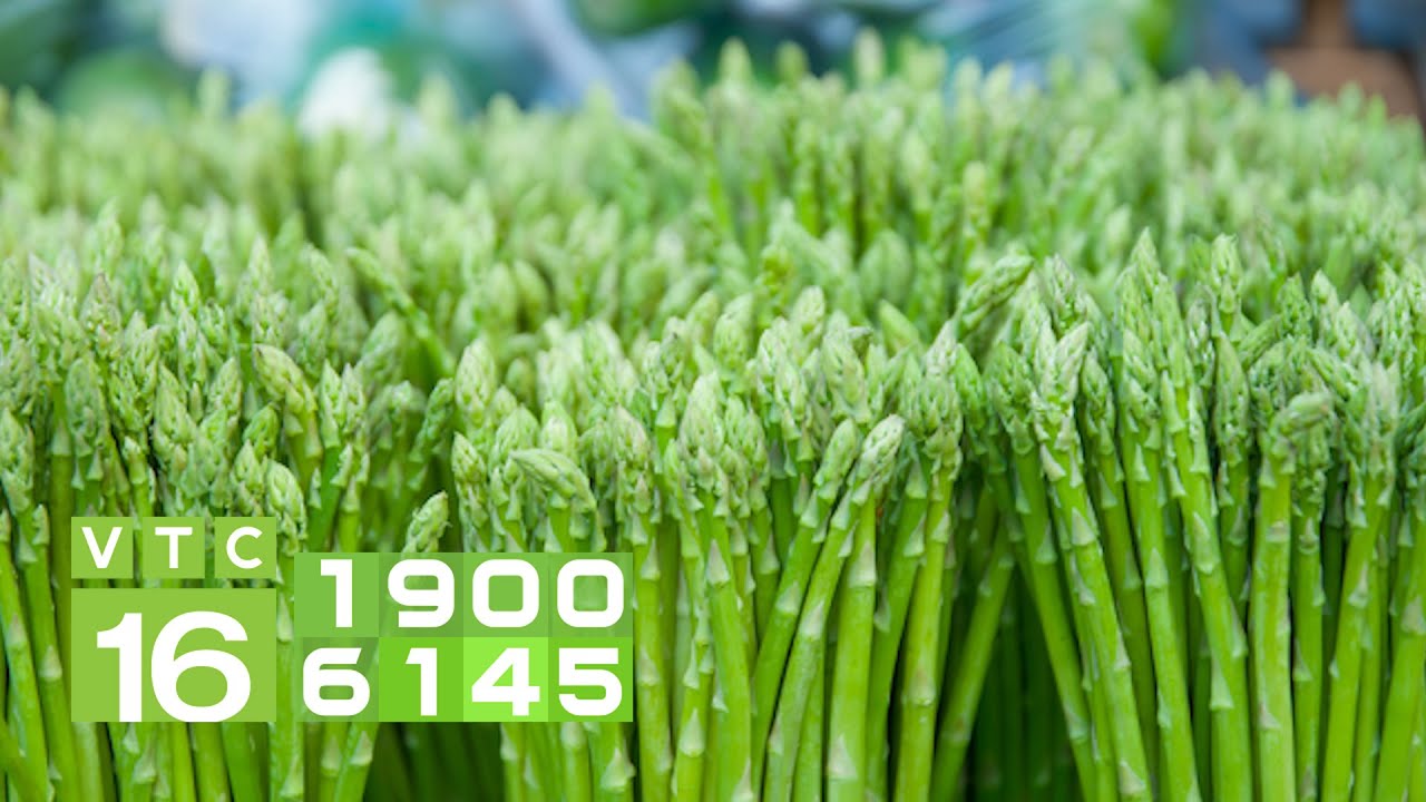 Trồng rau hoàng đế, cứ ngủ dậy có ngay 6 triệu đồng | VTC16